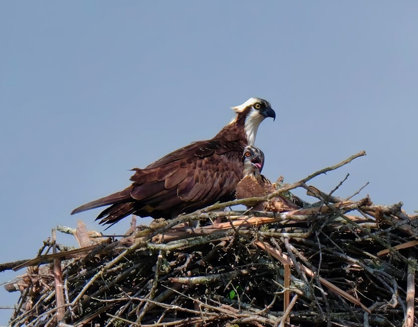 嬰兒保險的重要指導與貼心建議