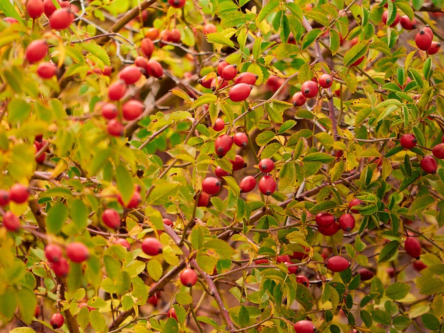 健康產品專門店的魔法世界:探索隱藏的寶藏