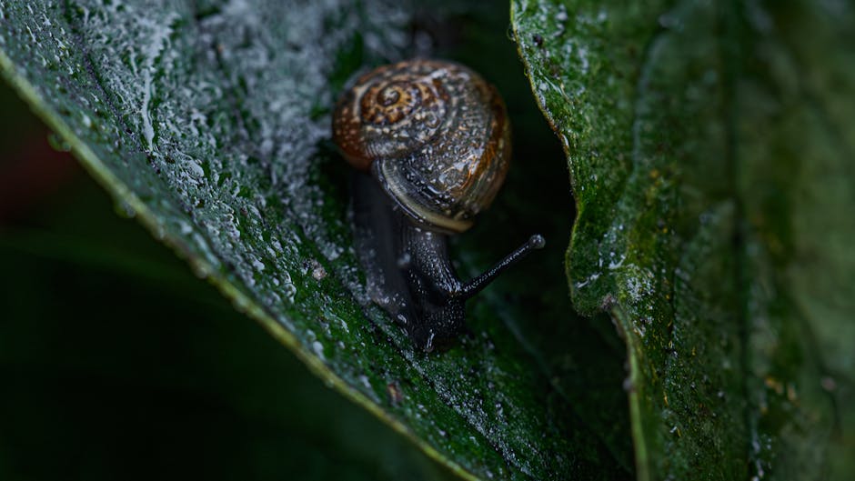 葉黃素果凍的功效與選購指南